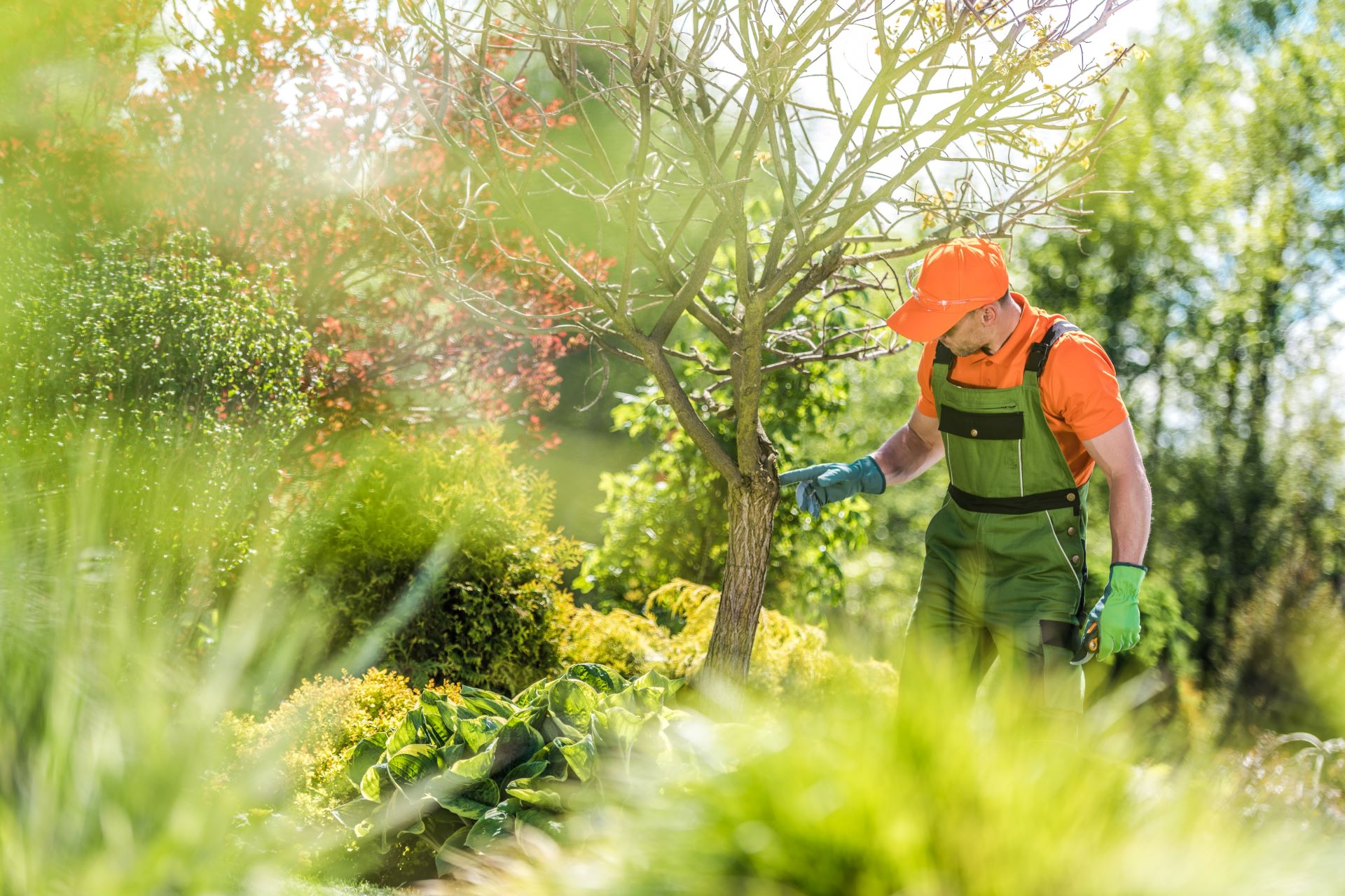 Gärtner prüft Baum im Garten auf Schäden